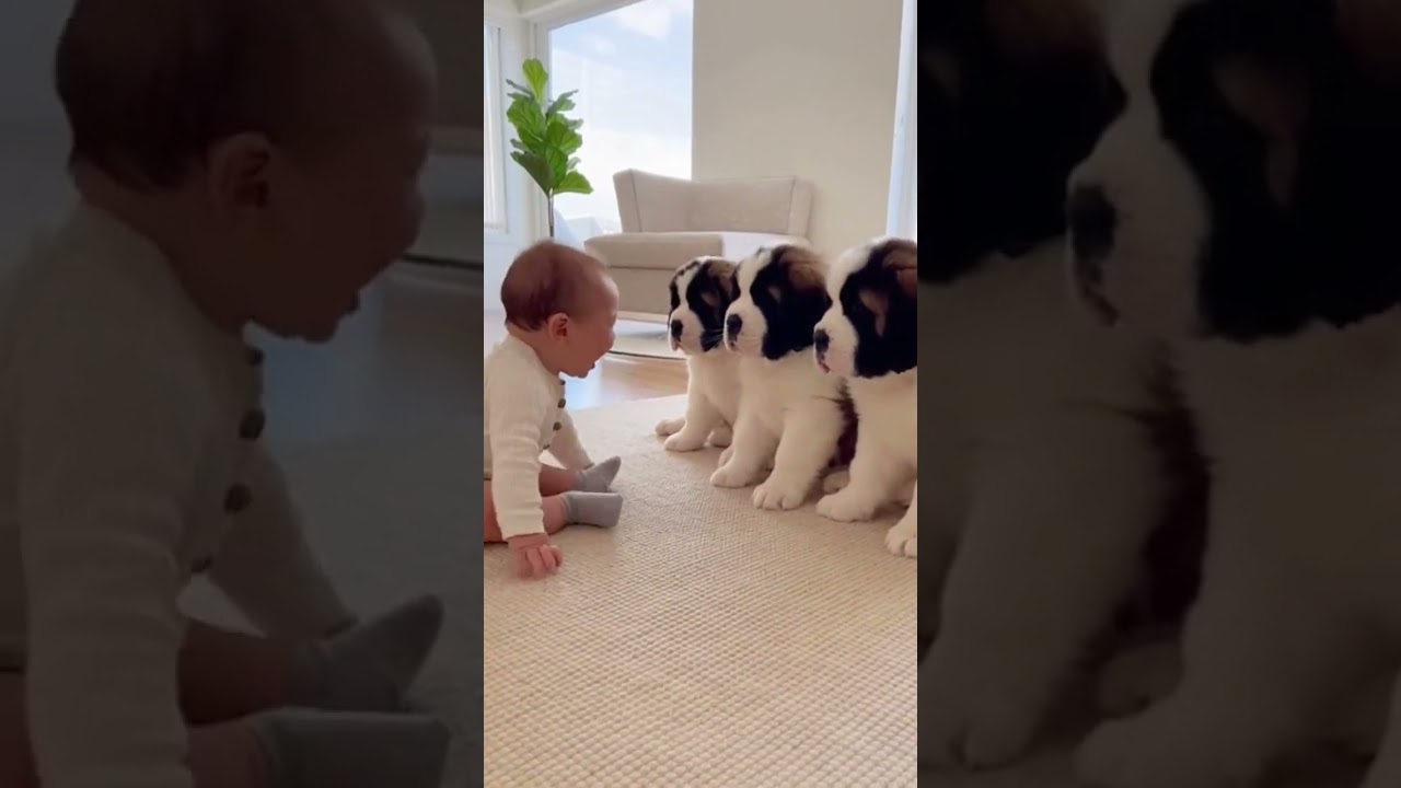 😳👶 Puppy Lineup! 