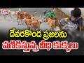 వణికిస్తున్న వీధి కుక్కలు | Street Dogs Threat In Devarakonda | CVR News