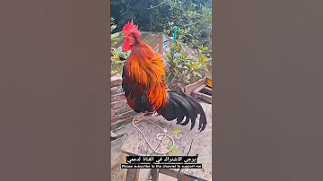 صوت الديك 