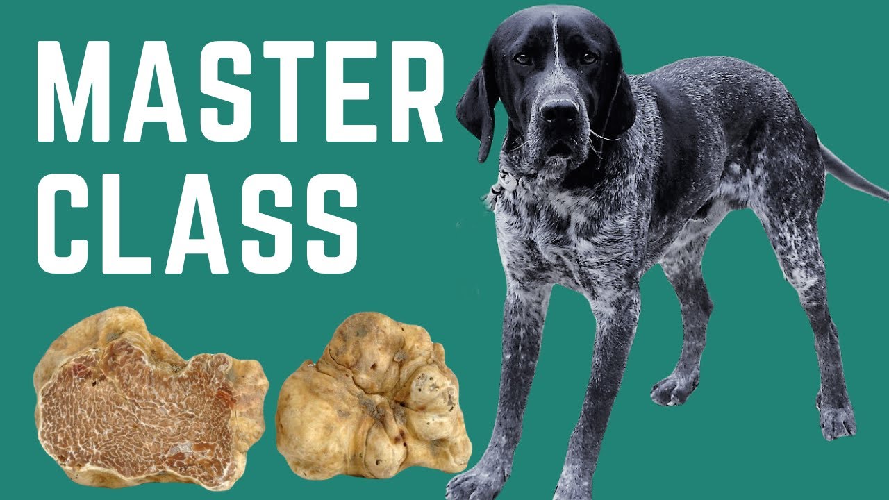 How To Train Your Dog To Hunt Truffles - Masterclass - Youtube