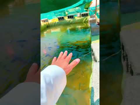 انشا حوض سمك بقل تكلفه