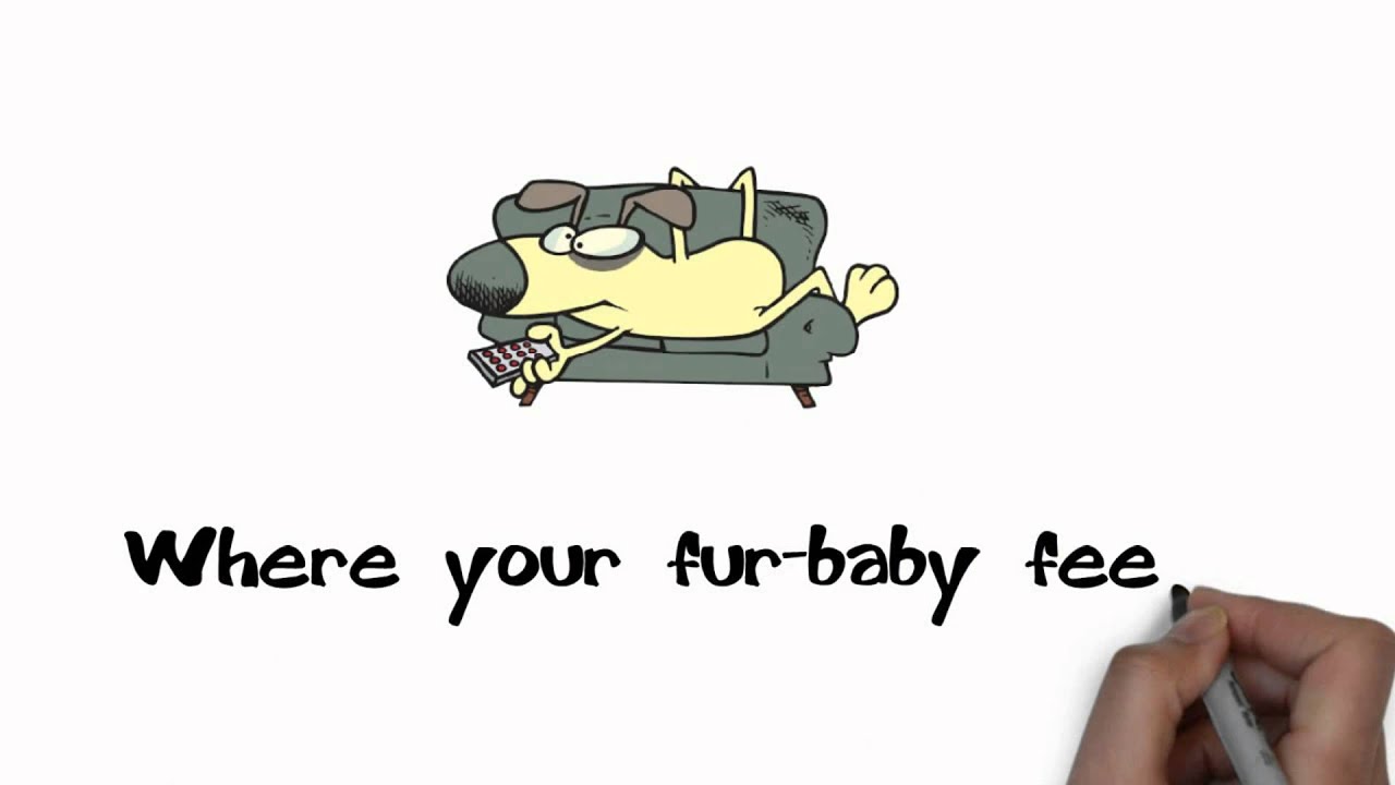 Pet Sitting Atlanta with Atlanta Pet Sitting Service YouTube