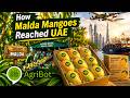 How Malda Mangoes Reached UAE | Success Stories
