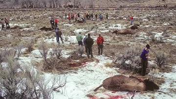 Return of the Yellowstone Bison -- The History