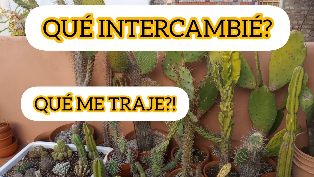 PLANTAS NUEVAS PARA EL JARDIN #lasplantasdegeral #garden #plantas #cactusysuculentas #jardin #cactus