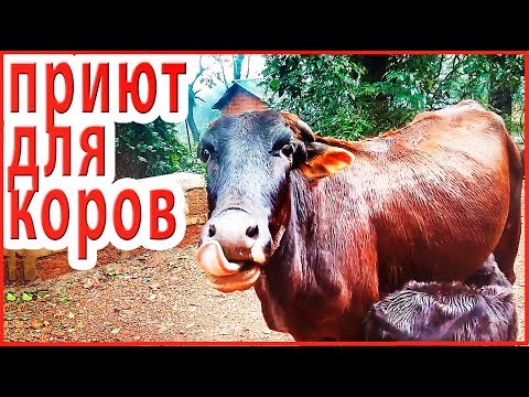 ПРИЮТ ДЛЯ БЕЗДОМНЫХ КОРОВ. Аюрведическая уринотерапия - от чего лечит?