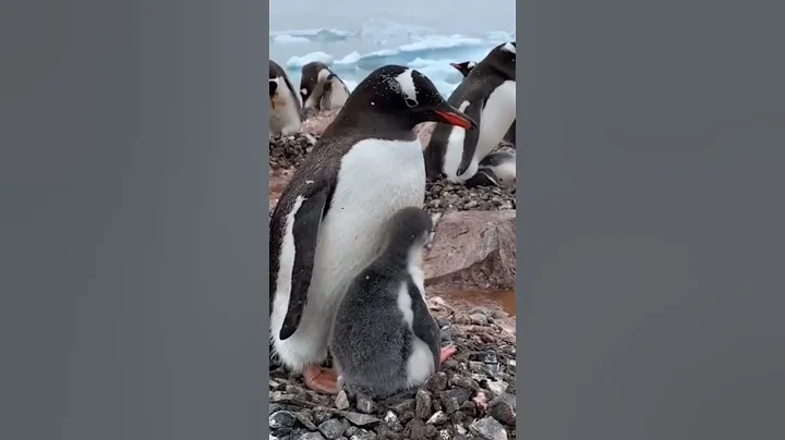 I’m Just A Penguin Kid  #penguins #penguin #animals #cute #poop