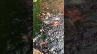 IMG 4516