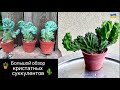 Кристатные суккуленты и кактусы / Большой обзор / 2024
