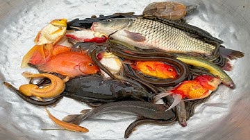 Kem Chanel lái công nông bắt cá chép, cá vàng, cá trê, cá rô, con lươn, con chạch, con rùa