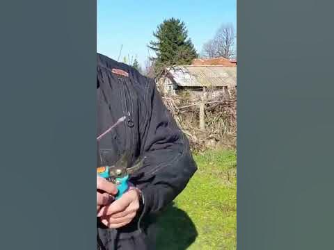 Резитба на млади ябълки на 2г и 4г. - YouTube