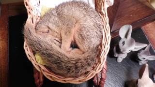 Baby squirrel takes a nap in a little doll bed by Lidia Friederich 214 views 7 years ago 38 seconds