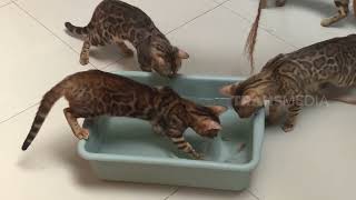 Kucing Bengal Super Aktif Bikin Panjang Umur | SI OTAN (07/08/23)