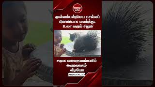 முள்ளம்பன்றியை செல்லப் பிராணியாக வளர்த்து, உலா வரும் இலங்கை சிறுமி