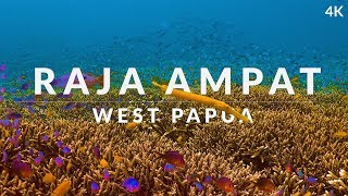 This is Raja Ampat (4k)  dive into the dream of biodiversity