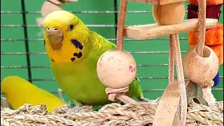 Budgie Sounds For Relaxation