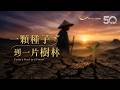 《一顆種子到一片樹林》From a Seed to a Forest｜Official Music Video｜新店行道會50週年主題曲