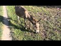🌾 Farm Animals Daily Routine | Village Life Vlog 2026