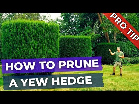 วีดีโอ: Taxus Yew Shrubs - วิธีการปลูกพุ่มไม้ Yew