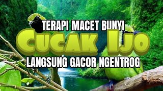 TERAPI / PANCINGAN CUCAK IJO MACET BUNYI, DUA (2) MENIT LANGSUNG NYAUT GACOR NGENTROG