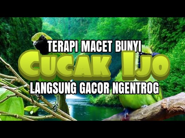 TERAPI / PANCINGAN CUCAK IJO MACET BUNYI, DUA (2) MENIT LANGSUNG NYAUT GACOR NGENTROG class=