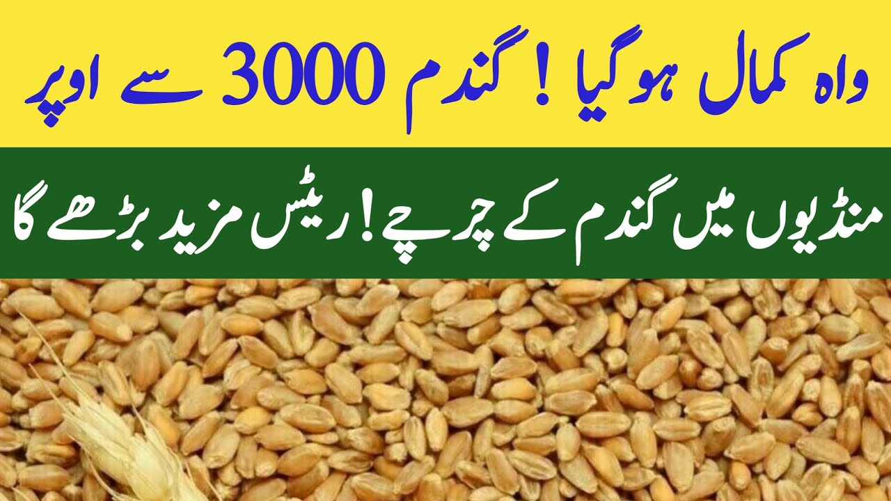 Gundam k rates Today update 