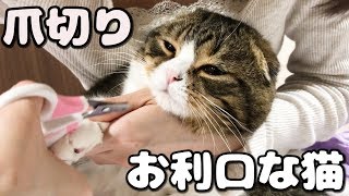 爪切りだけど、おりこうさんな猫【スコティッシュフォールド】【Scottish Fold】
