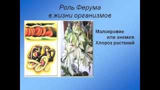 Элементный состав живых организмов.AVI Элементный состав живых организмов.AVI