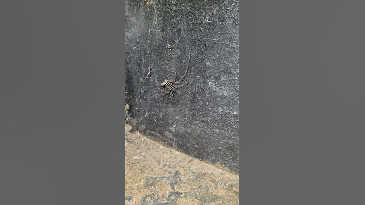A Celler spider and her baby!