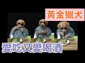 抖音 狗狗愛吃又愛喝酒! | 可愛模樣迷醉你【狗狗搞笑短片】