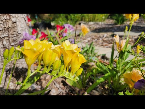 Growing Freesia from bulbs (with all updates)