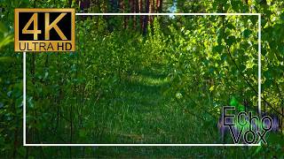 Gentle Forest Edge – Soft Nature Ambience With Birds Singing screenshot 3