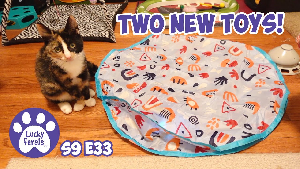 Две новые электронные игрушки для кошки Кармеллы - День 33 спасенного котенка - Видеоблог Lucky F...