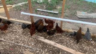 chicken system watering coop automatic