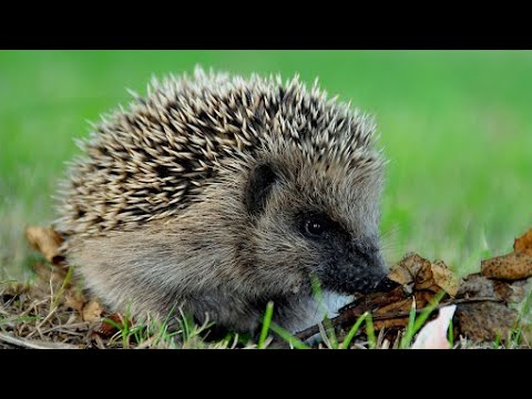 Видео: Змиевской ёжик