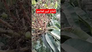 المانجو وإنتاج كبير المانجو زراعه agriculture fruit