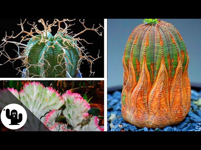 35 Tipos De Euphorbia