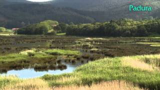 Oka itsasadarreko goi-estuarioa. Landareak eta habitatak
