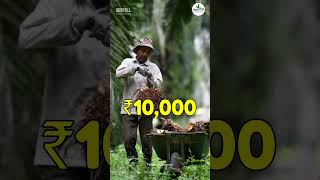 Palm Oil Cultivation Profit In India