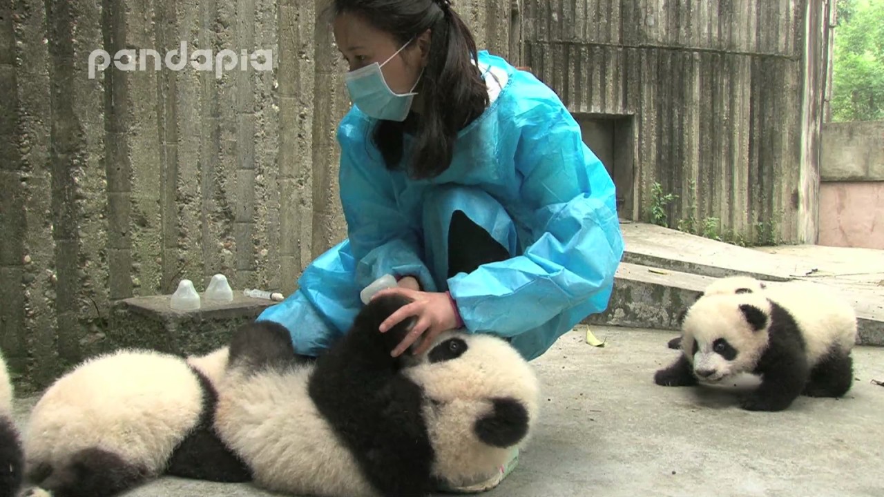 panda cubs drink bottle milk pandas merge