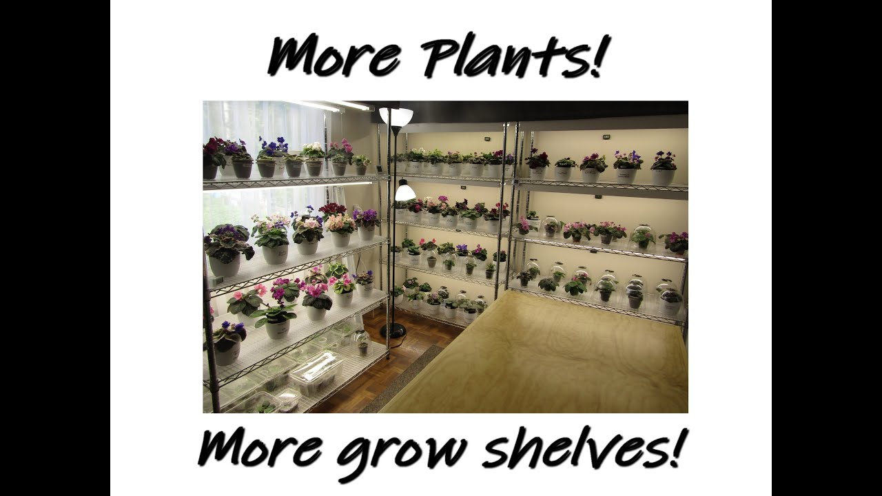 My New African Violet Grow Room!