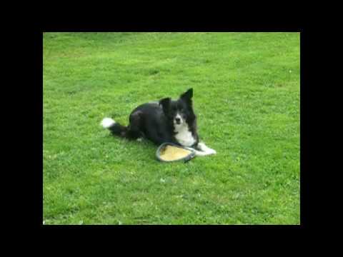 Video: Vy, Váš Pes A Létající Disk