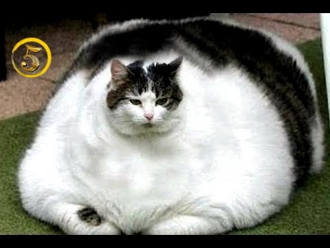 Wideo: Najgrubszy Kot Domowy Na świecie: Ocena Grubych Mężczyzn, Przyczyny Nadwagi Zwierzęcia, To Taka Przydatna Dla Zdrowia Cecha, Zdjęcie