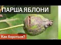 ПАРША ЯБЛОНИ. Как бороться?