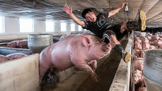 After 6 Months, We Sold 70 Heavy Pigs Weighing Up to 145kg 🐷🚛