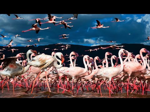 Ras Al Khor Wildlife Sanctuary | Flamingo santuary