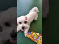 #cute #dog #ytshorts #shortvideo #short #viral #yt #youtube #subscribe