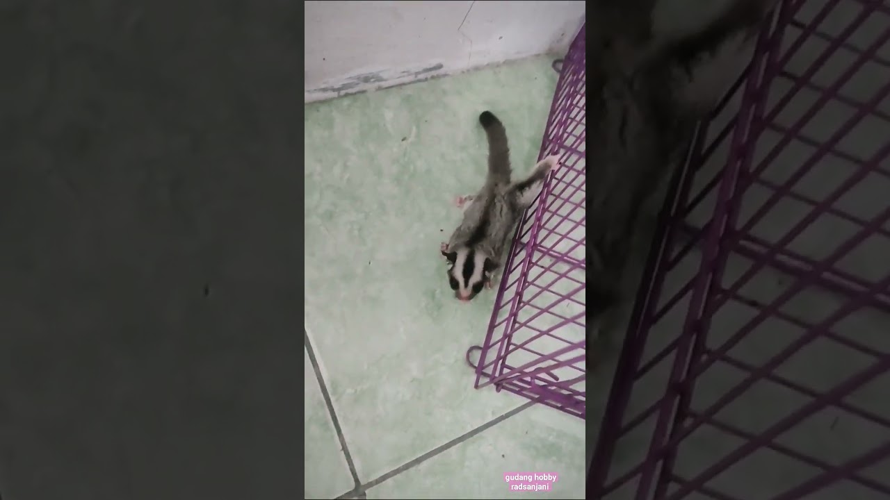 SUGAR GLIDER CLASSIC GREY GUDANG HOBBY