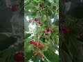 100 الكرز الأحمر الطبيعي 100 الكرز الأحمر الطبيعي