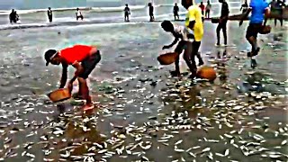 Beach Full of Fishes Today in Digha | জল যাওয়ার পর দীঘার রাস্তাতে মাছের বৃষ্টি - Rahasya Ekhon